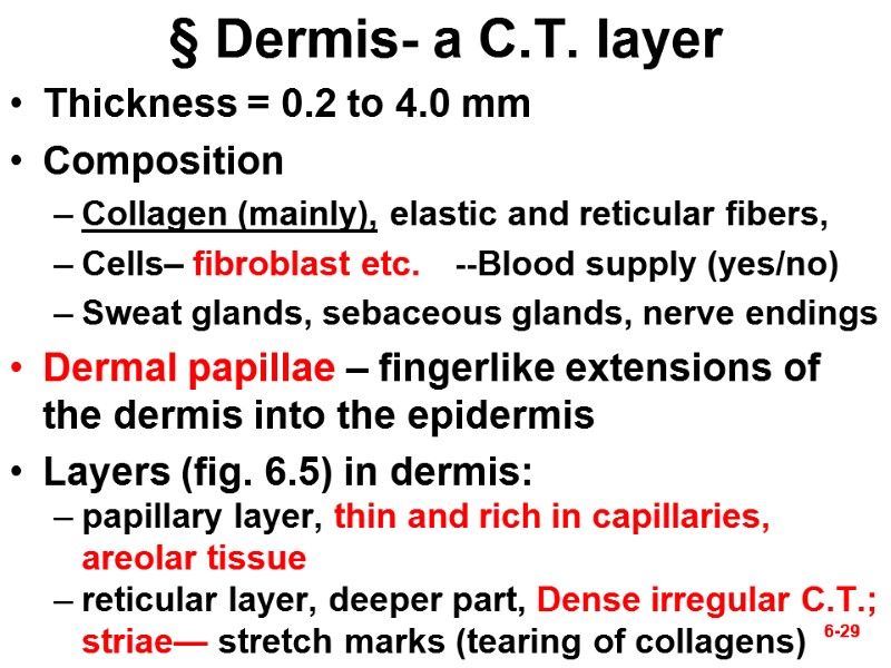 6-29 6-29 § Dermis- a C.T. layer Thickness = 0.2 to 4.0 mm Composition